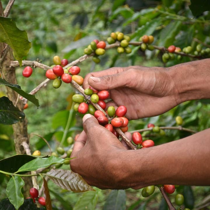 Thread Coffee Roasters - Wholesale Coffee Beans - Honduras | Medium Roast | Organic 5lbs Bag5