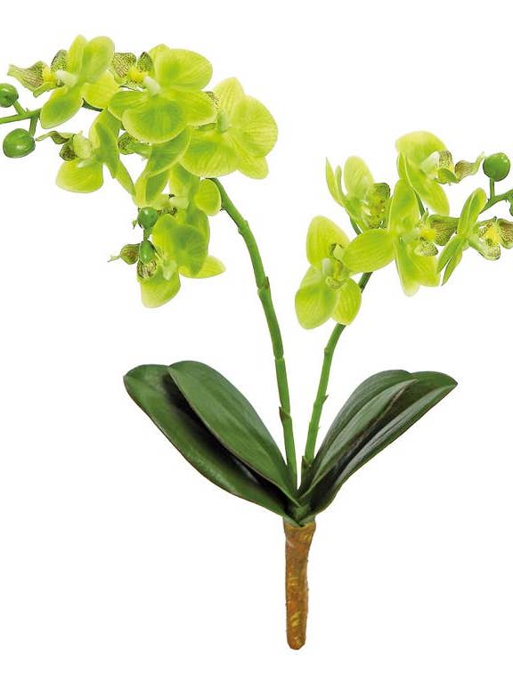 Plante d'orchidée Phalaenopsis X2, 16", Verte pour la vente par Select Artificials, Inc.
