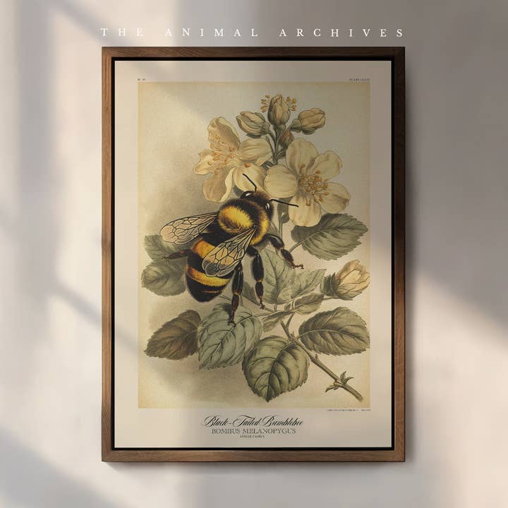 Bumblebee, Naturalist, Antique Vintage Style Print for wholesale by The Poet and The Piper