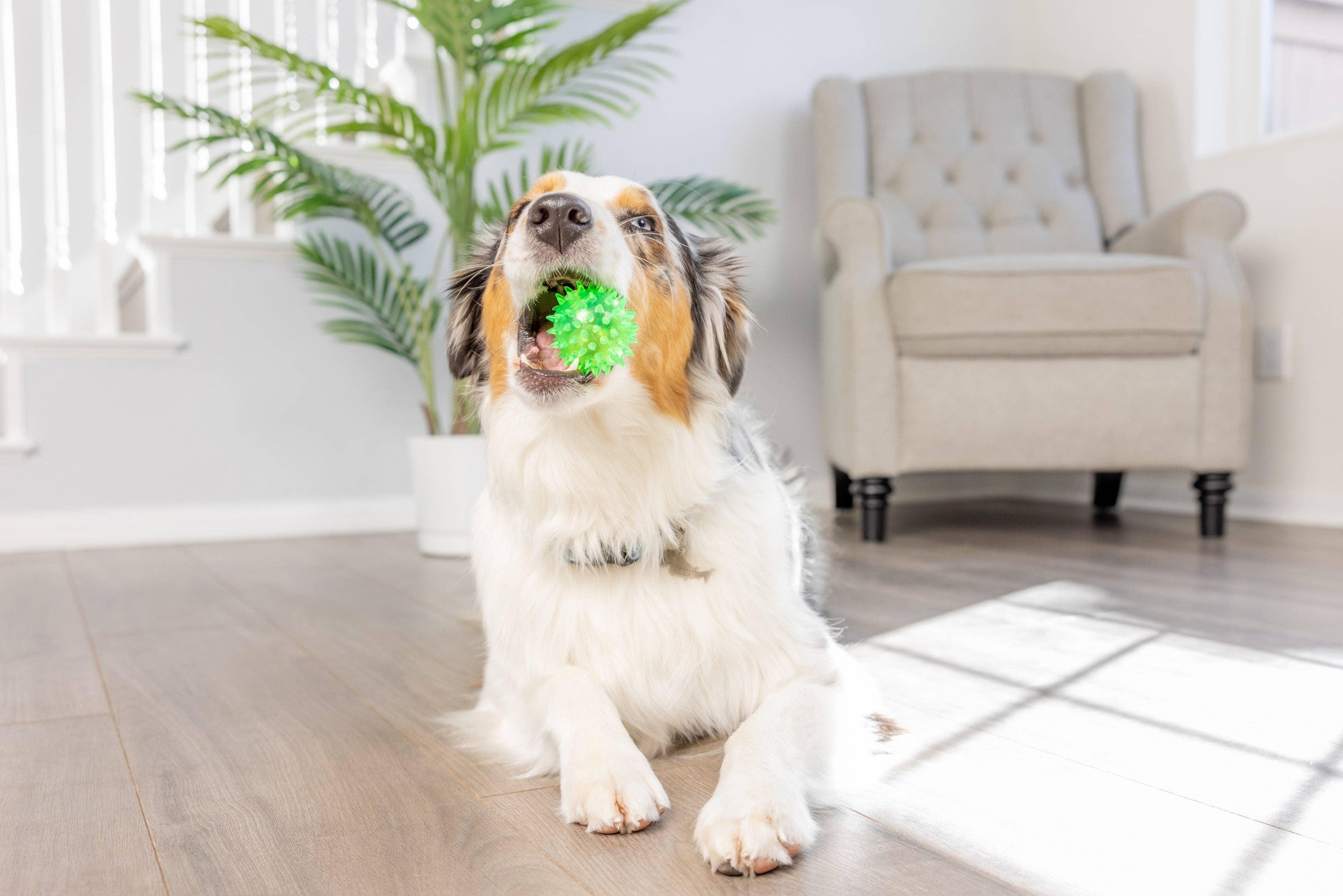 Downtown Pet Supply - Wholesale Knuffelspeeltje - Hond - 2-in-1 knuffelspeelgoed met haaien en kippen10