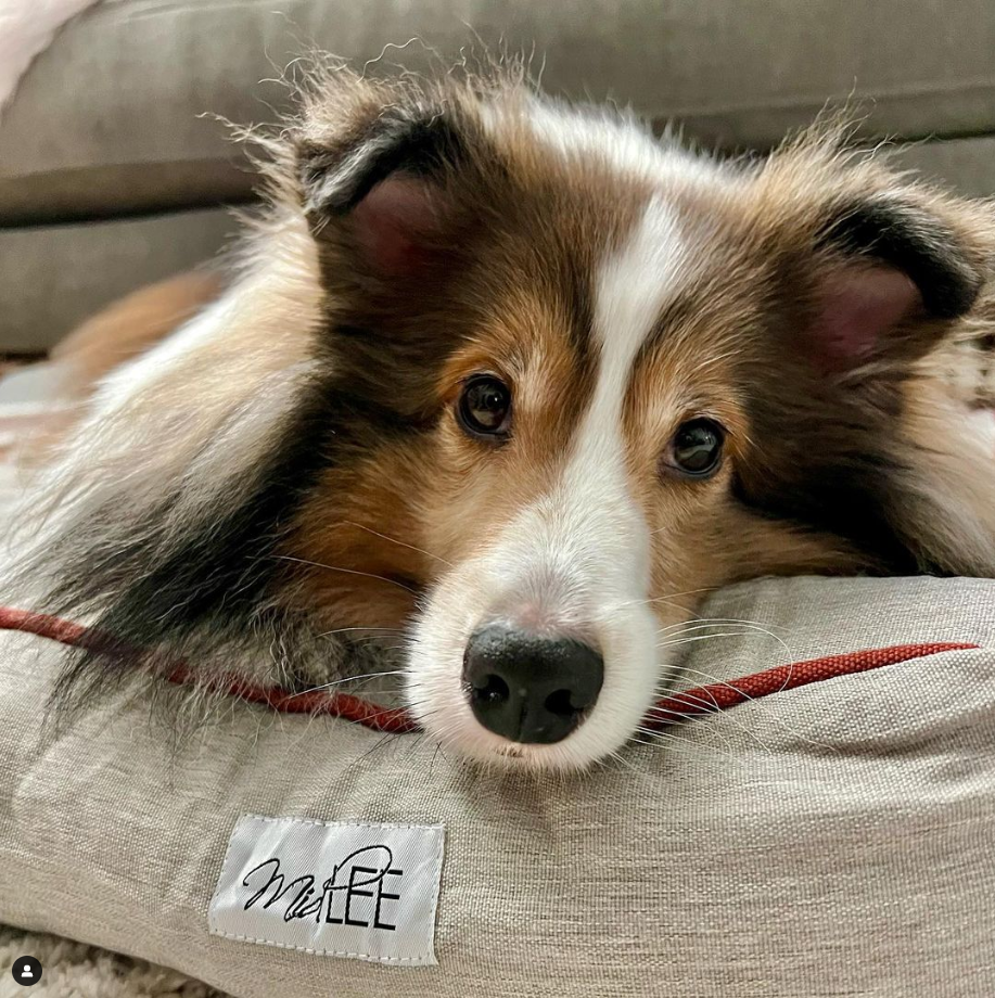 Midlee Designs - Wholesale Pet Bed - Dog - Midlee Grey Tufted Dog Bed2