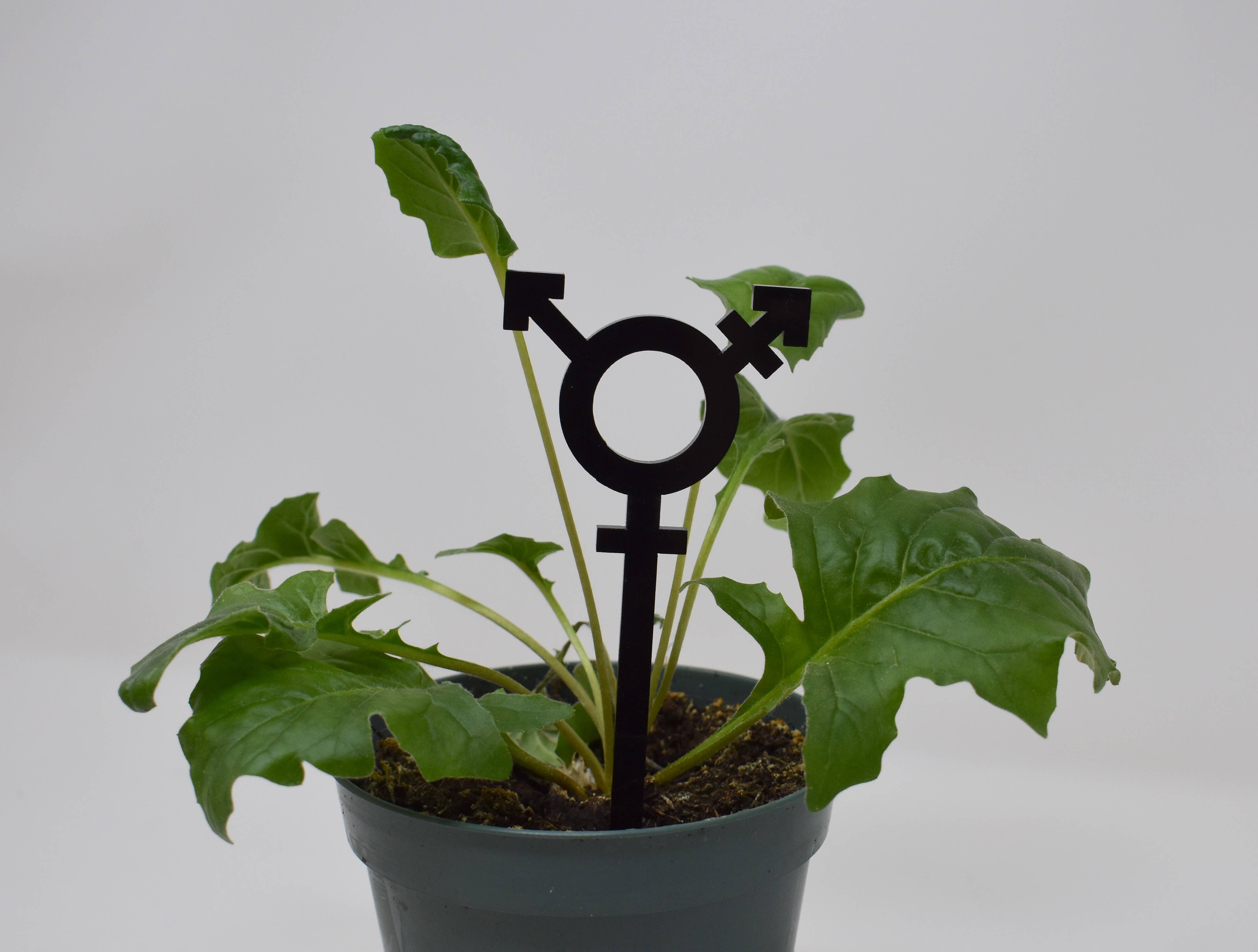 Morganite Press - Wholesale Plant Pot Stand - Transgender Symbol Plant Stake3