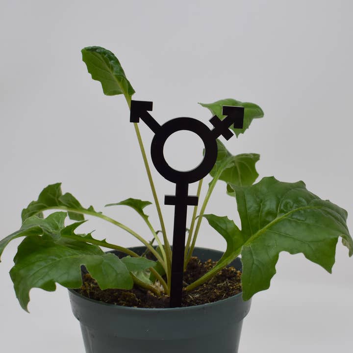 Morganite Press - Wholesale Plant Pot Stand - Transgender Symbol Plant Stake3