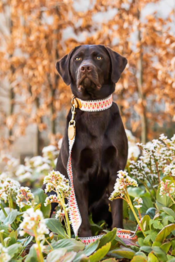 Hey Lana - Wholesale Pet Collar - Dog - Premium padded dog collar14