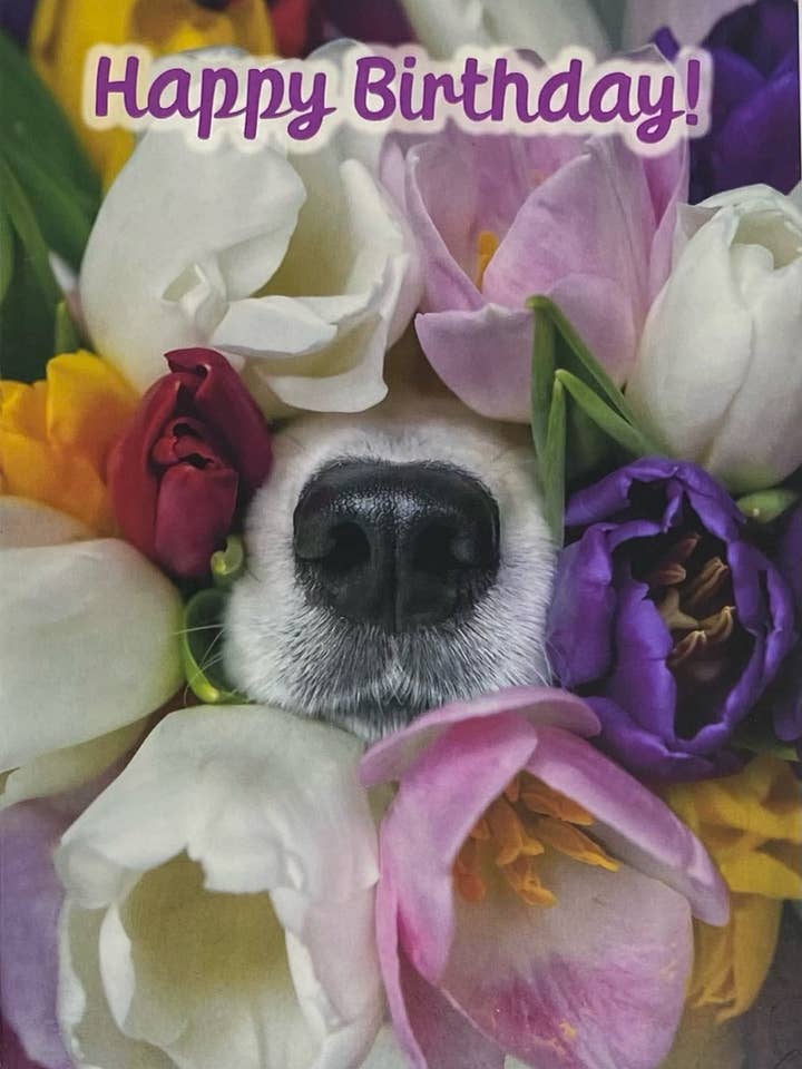 Grattis på födelsedagen, Hundens näsa i tulpaner, söt gratulationskort för wholesale av 90210 Exotics