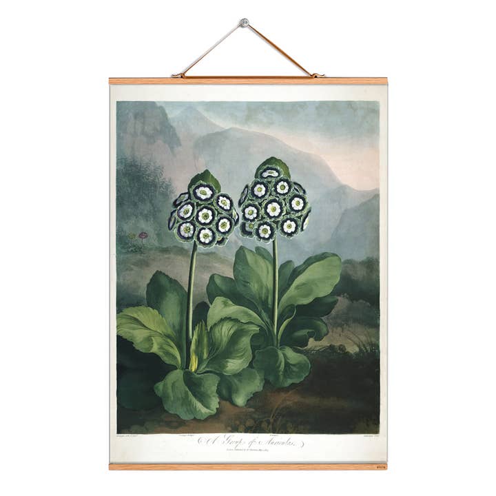 Scroll picture illustration # 316/Group of Auriculas for wholesale by Eicie
