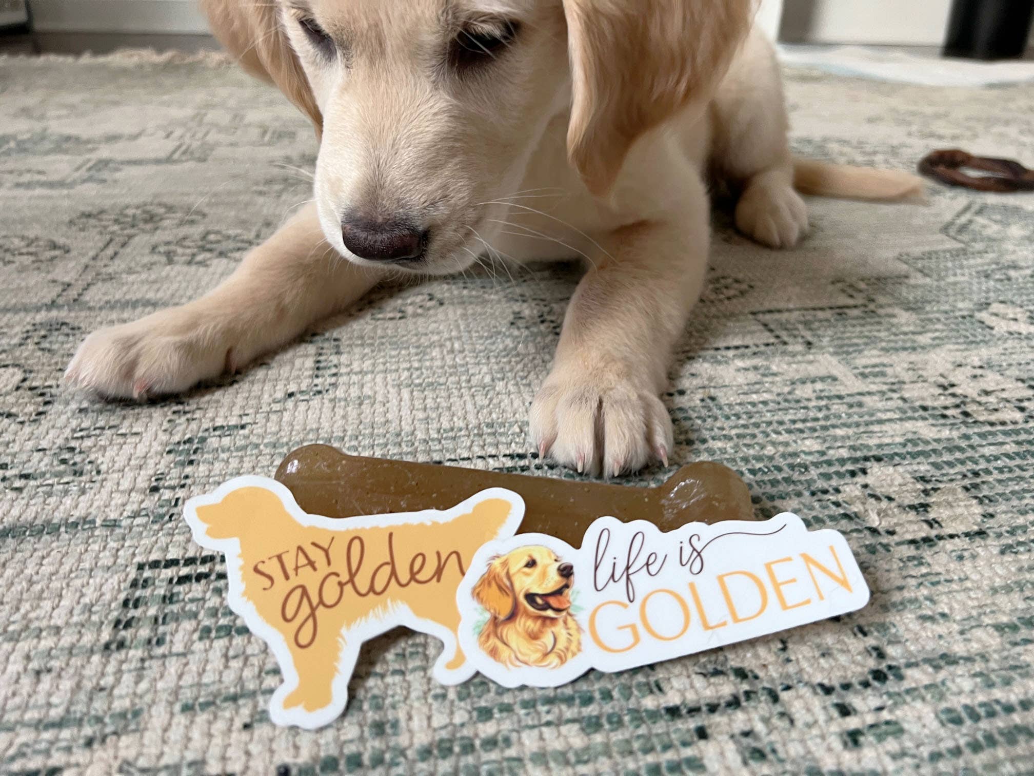 Sentinel Supply - Wholesale Sticker - Stay Golden - Cute Golden Retriever Dog Sticker6