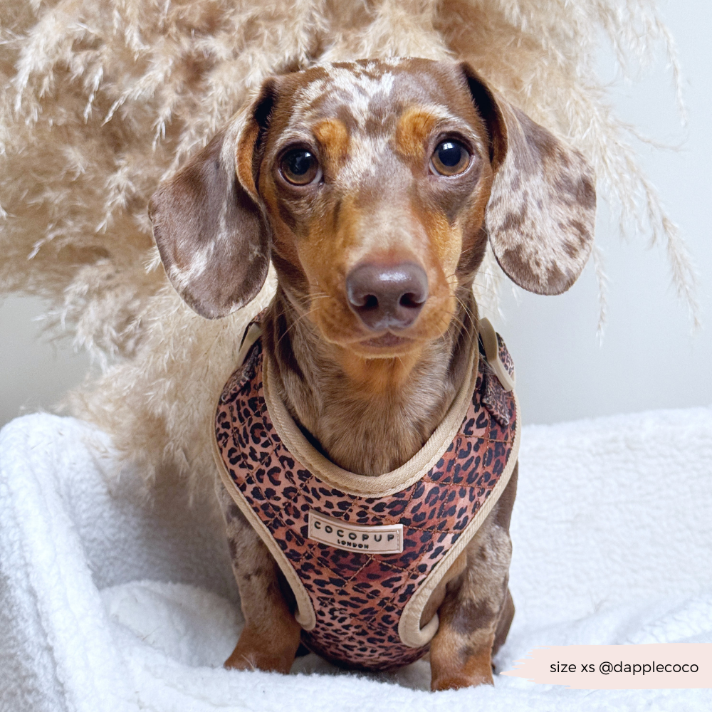 Cocopup London - Wholesale Pet Harness - Dog - Quilted Leopard Pup Adjustable Neck Harness7