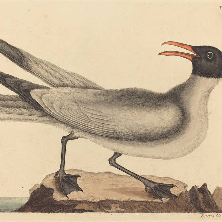 Sea to Skye - Wholesale Art Print - The Laughing Gull Art Print