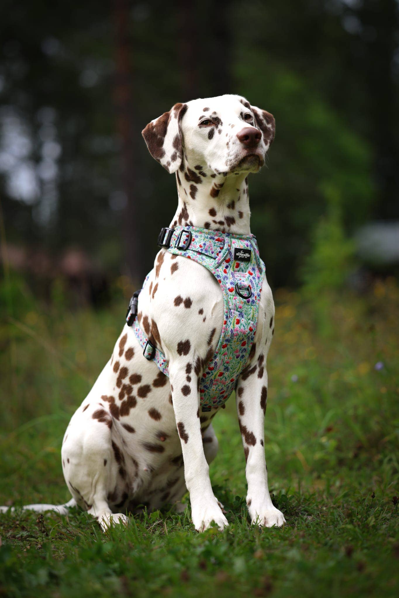 The aDoraBle Pooch Company - Wholesale Tuig voor huisdieren - Hond - Hike & Go Lite™ Harnas - Wildflower Meadow9
