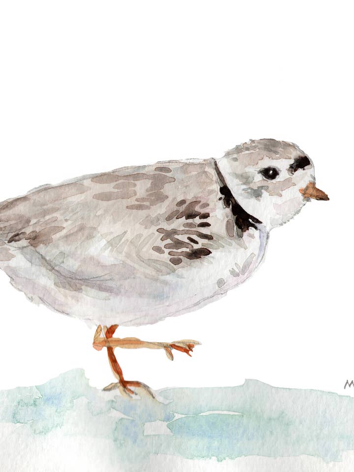 Impresión giclée «Piping Plover» para venta al por mayor de Melissa Hyatt