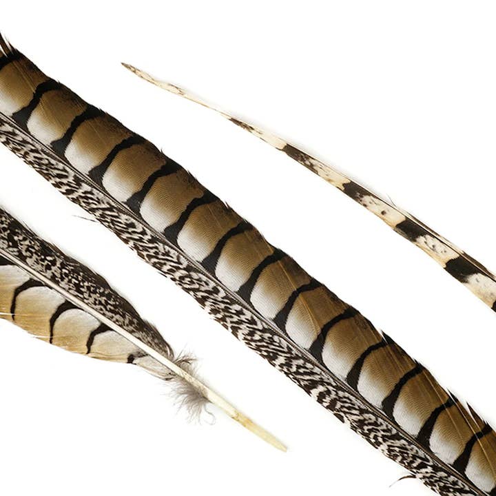 Zucker Feather Products - Wholesale Feathers - Lady Amherst Pheasant Tails 35" and Up- Natural