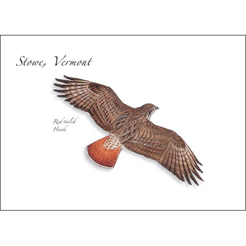 Earth Sky + Water - Wholesale Stationery/Notecard Set - Red-tailed Hawk