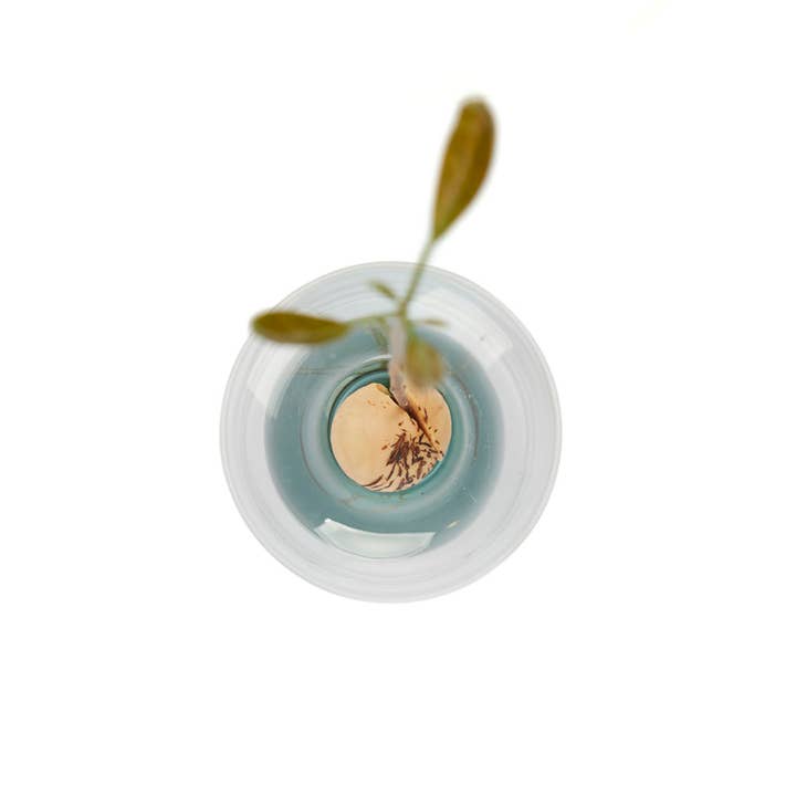 Balvi - Wholesale Vase - Avocado cultivator, Avocado Vase, green, glass9