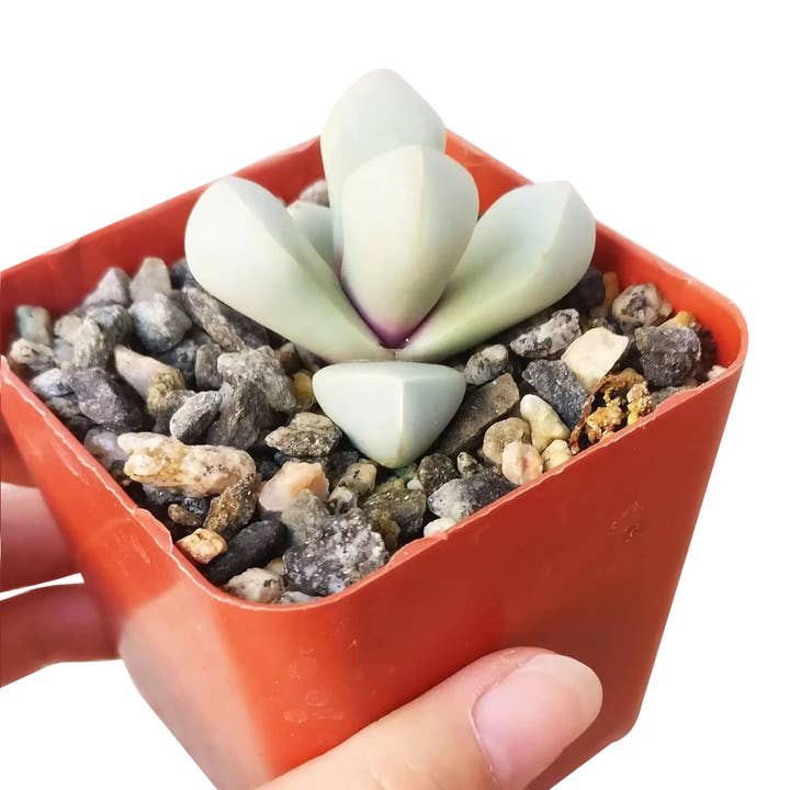 Best Plant Friend - Wholesale Succulent - Karoo Rose Lapidaria Margaretae - Live Succulents 2 in Pot