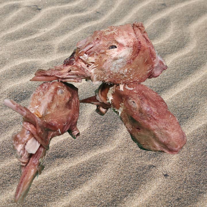 Freeze Dried Dog Treats - Wholesale Pet Treats - Dog - Dog Treat Freeze Dried Duck Head Ugly Duckling2