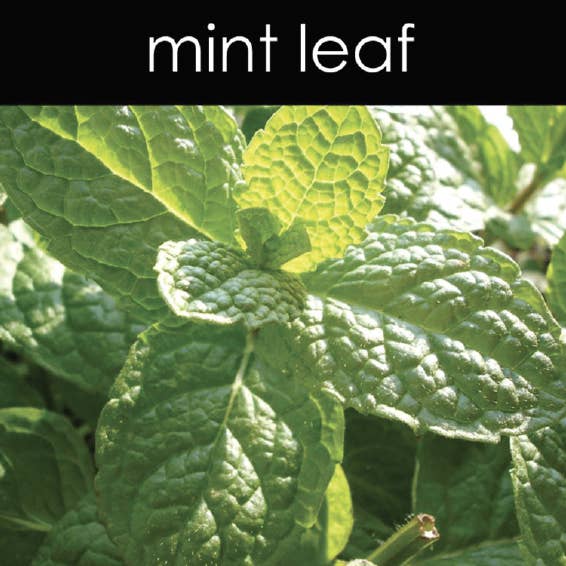 Candle Chemistry - Wholesale Aromatherapy Mist - Mint Leaf Aromatic Mist