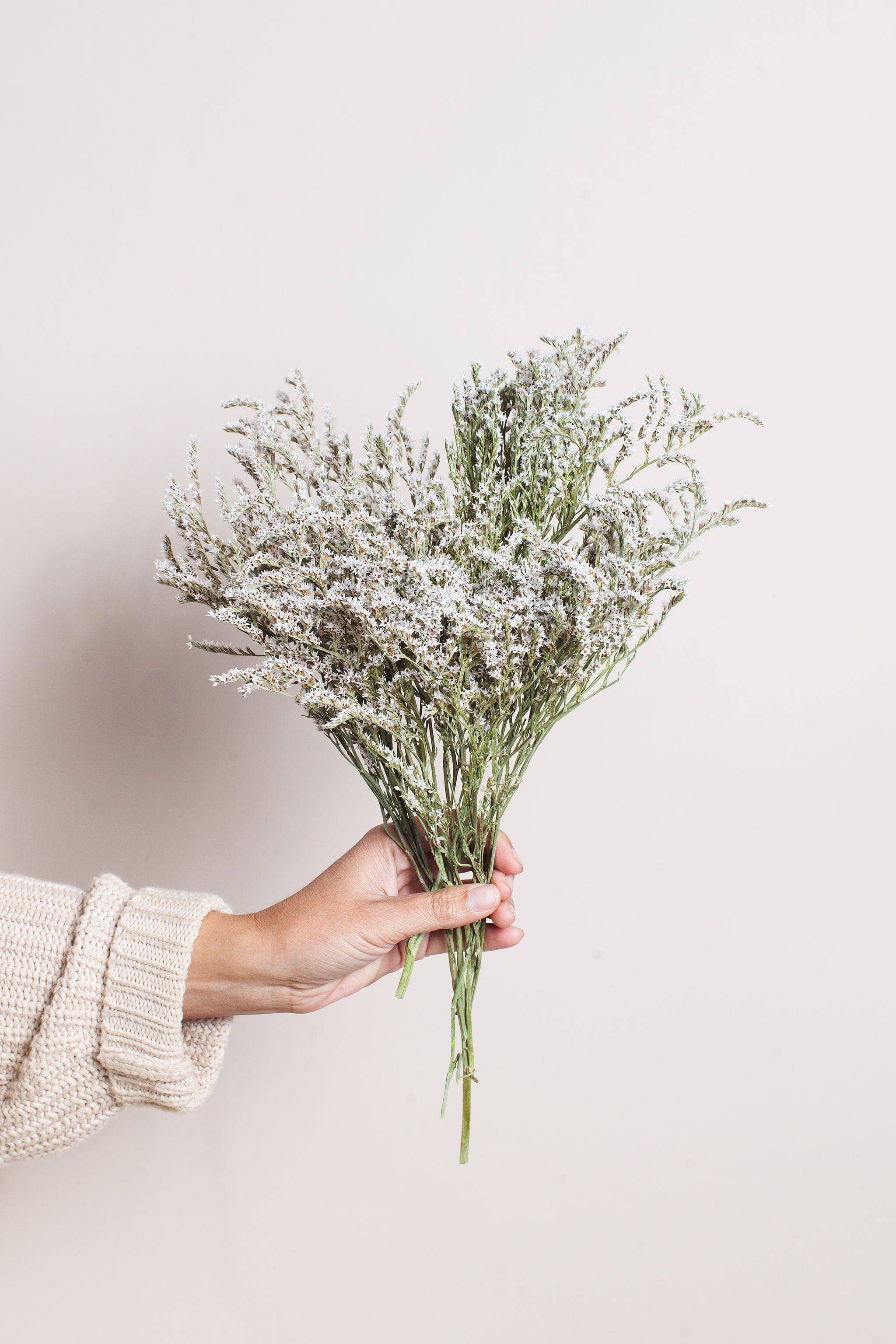 Idlewild Floral Co. - Wholesale Dried/Pressed Flowers - Dried German Statice0