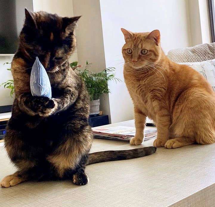 Dr. Pussums Catnip - Vente Jouet – chat - Oreiller à l'herbe à chat avec logo régulier4