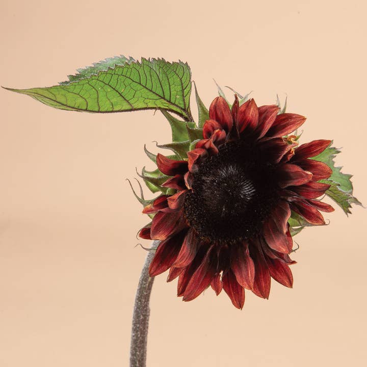 Plantgem - Wholesale Plant Seeds - ProCut Red Sunflower - 25 Seeds1