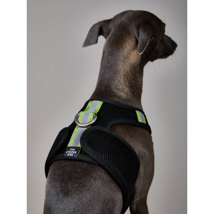 The Striped Dog - Wholesale Pet Harness - Dog - Italian Greyhound/Whippet Black Neoprene Harness