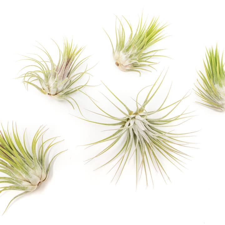 Air Plant Shop - Wholesale Live Plant - Tillandsia Ionantha Guatemala Air Plants (24)