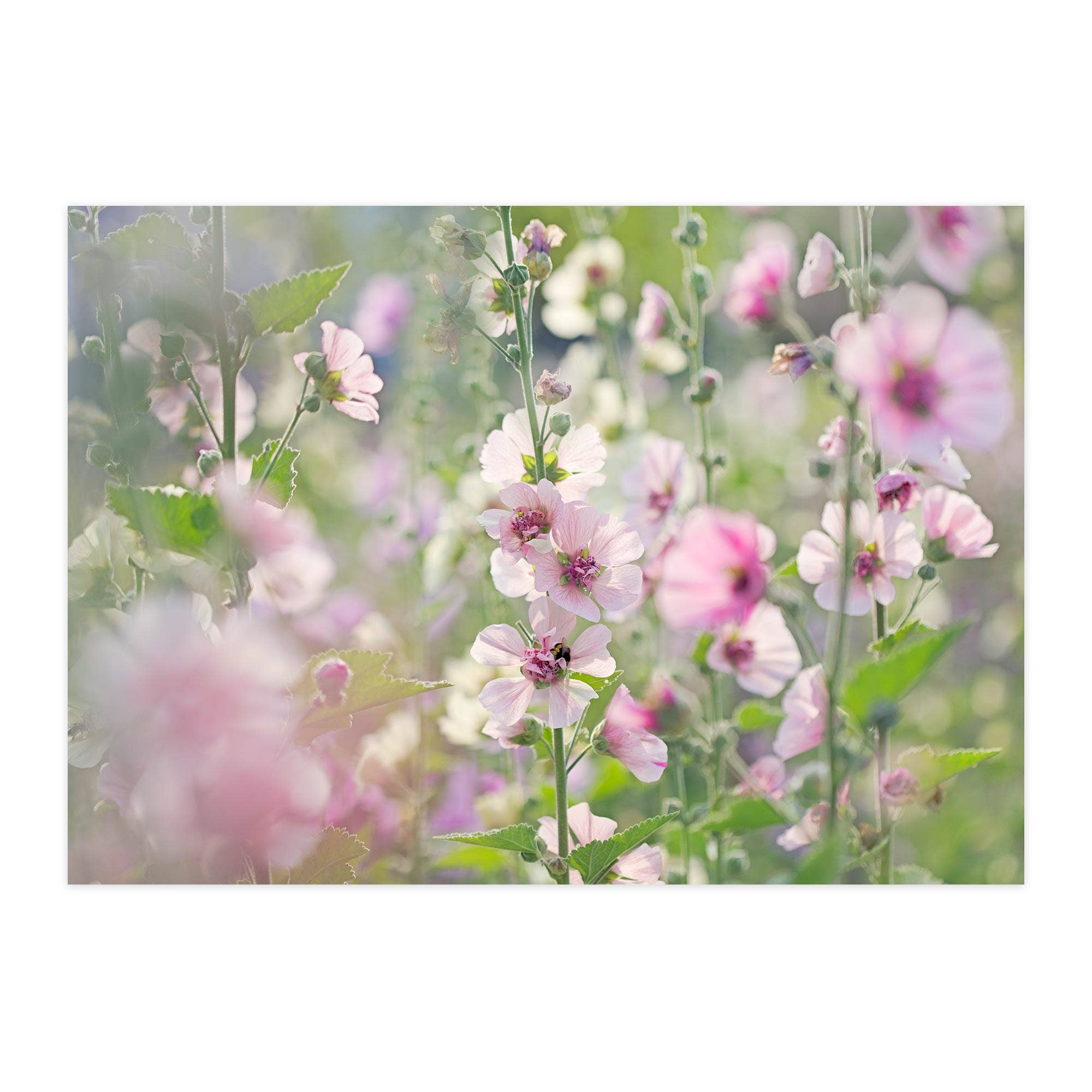 paruspaper. nutzfeine papeterie - Wholesale Postcard - Postcard "Hollyhocks III"0