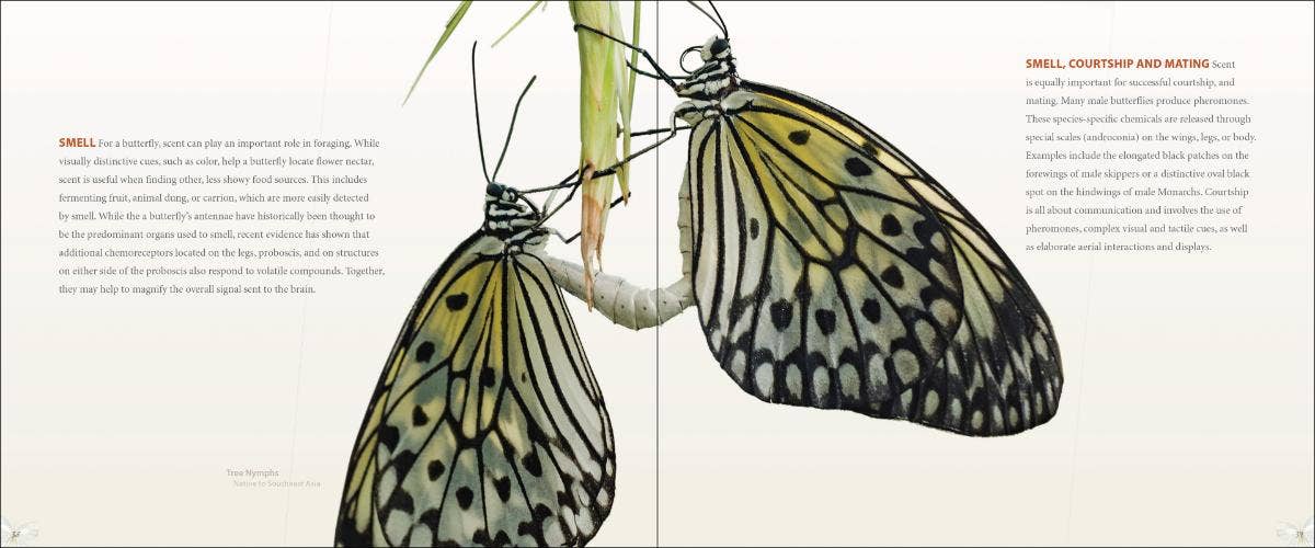 AdventureKEEN - Wholesale Nature & Outdoors Book - Vibrant Butterflies5