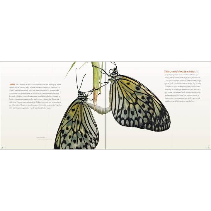 AdventureKEEN - Wholesale Nature & Outdoors Book - Vibrant Butterflies5
