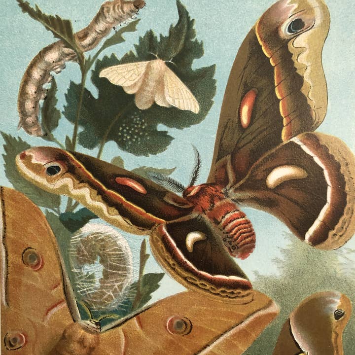 More Moths! for wholesale by Mandala Baby