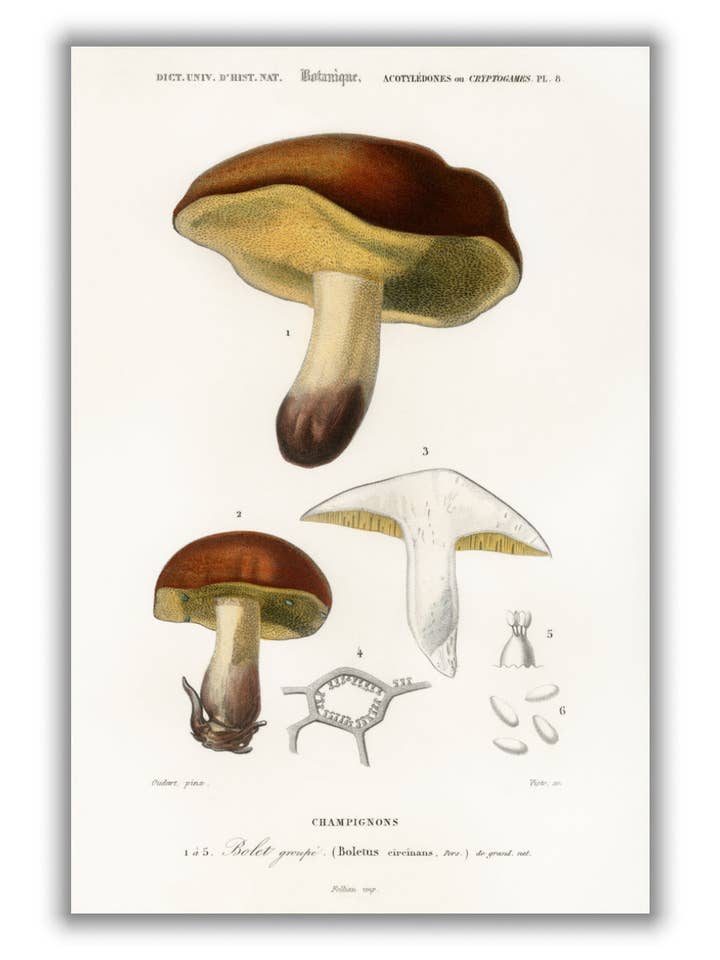 svamp Illustration för wholesale av Stanley Print House