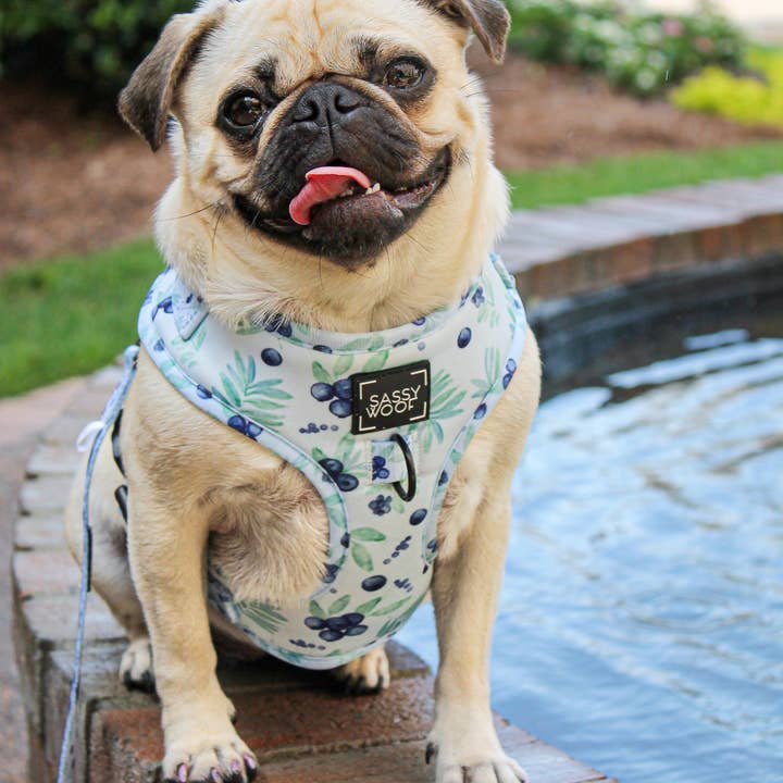 SASSY WOOF - Wholesale Pet Harness - Dog - Dog Adjustable Harness - Berry Sassy (Fruits)20