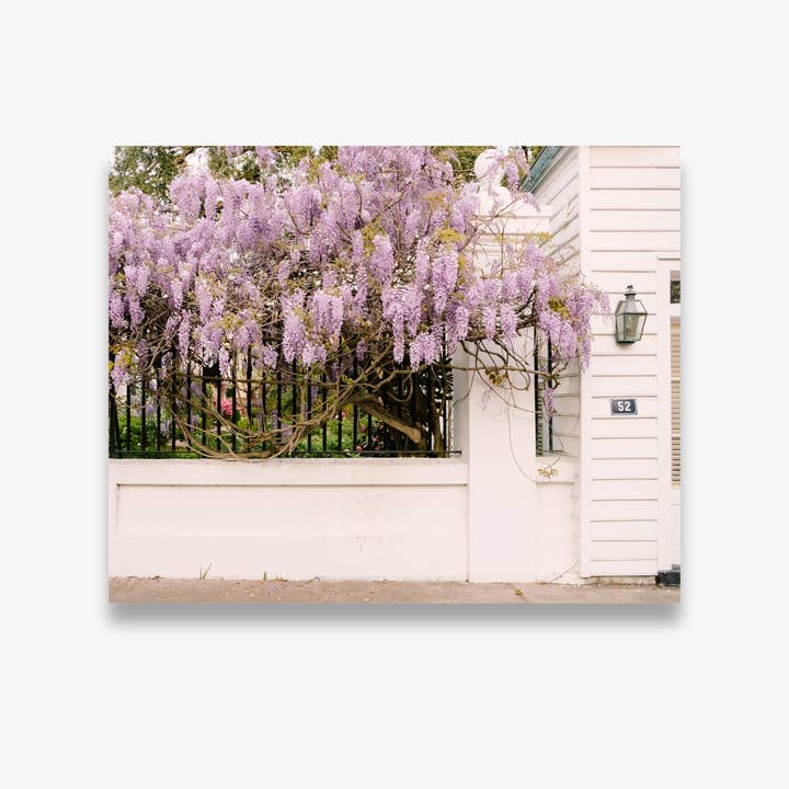 Wisteria Lane | Charleston Photography Print for wholesale by A Charleston Local