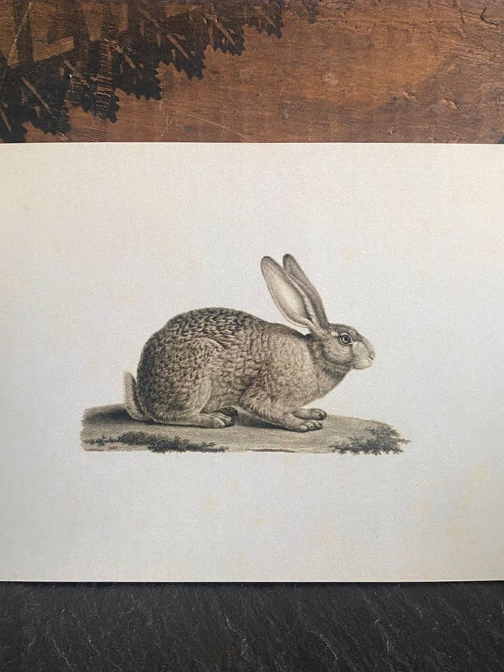 Baumwollschwanz für den Großhandel von Irreverent Cards for Challenging Times