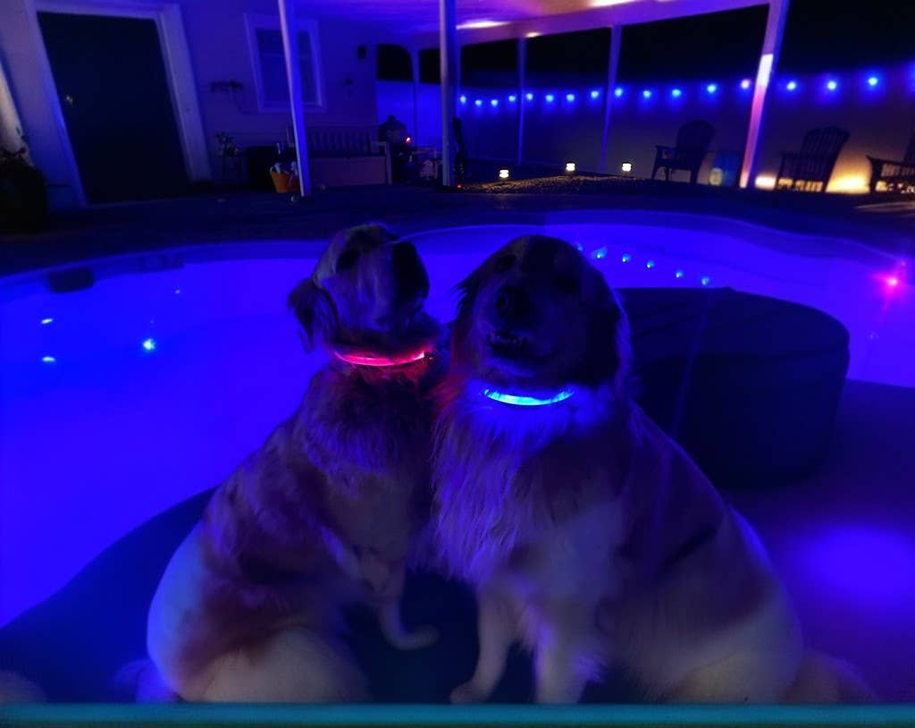 Puppy LED - Vendita all'ingrosso Collare - Cani - Collare per cani LED ricaricabile USB ad alta visibilità14