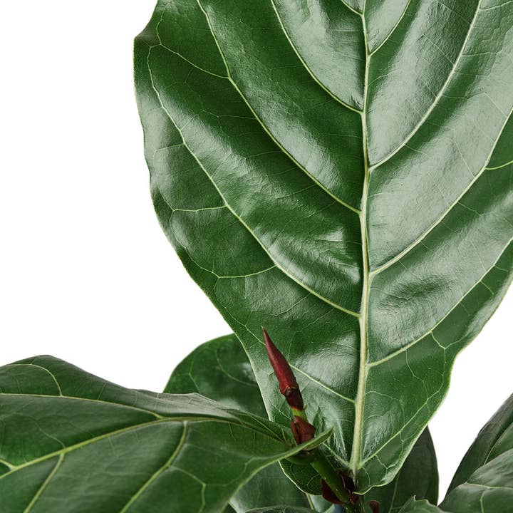 House Plant Wholesale WEST - Wholesale Live Plant - Ficus Lyrata 'Fiddle Leaf Fig'