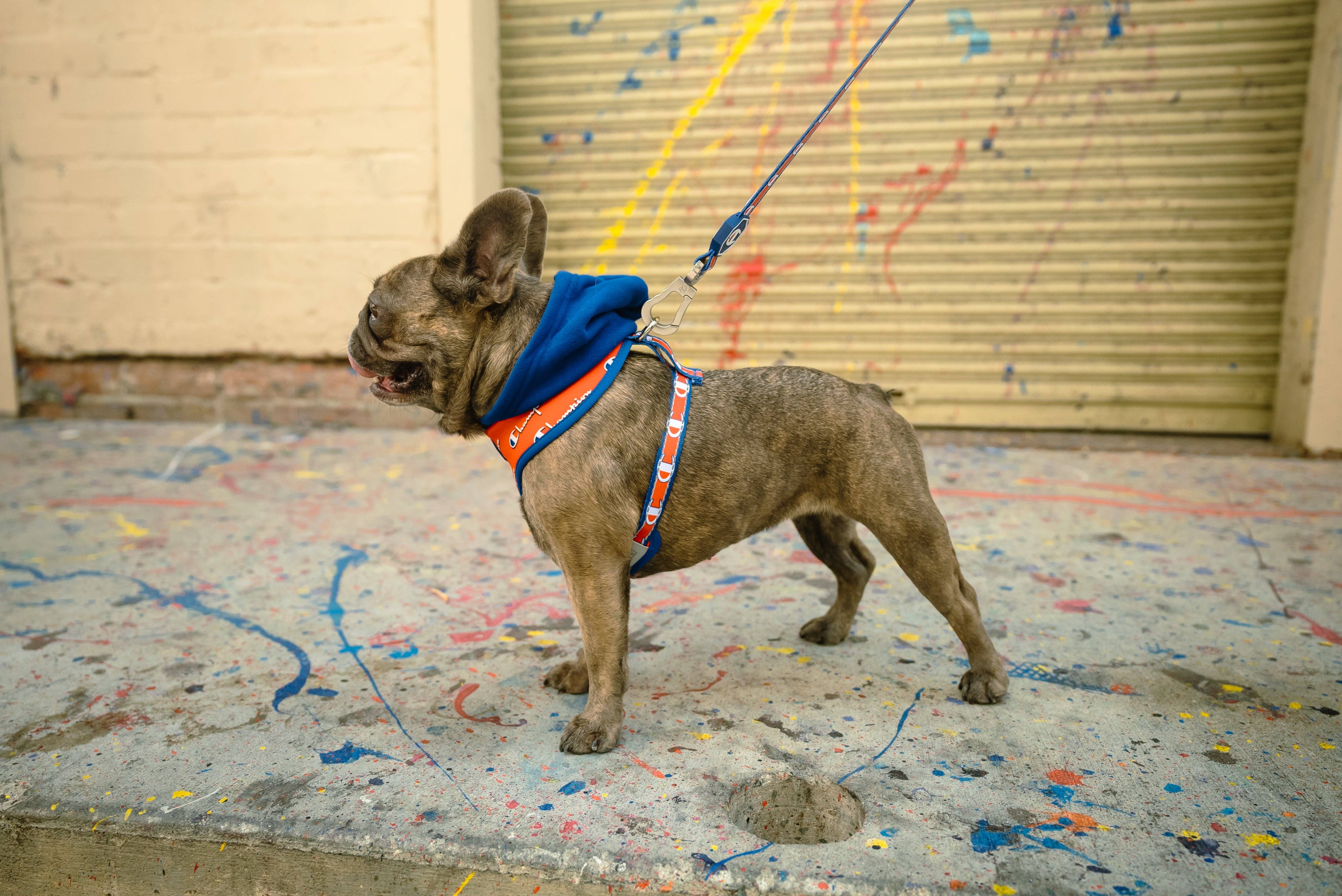 DogGoods Do Good The Everything Leash + Fanny Pack Dog Leash