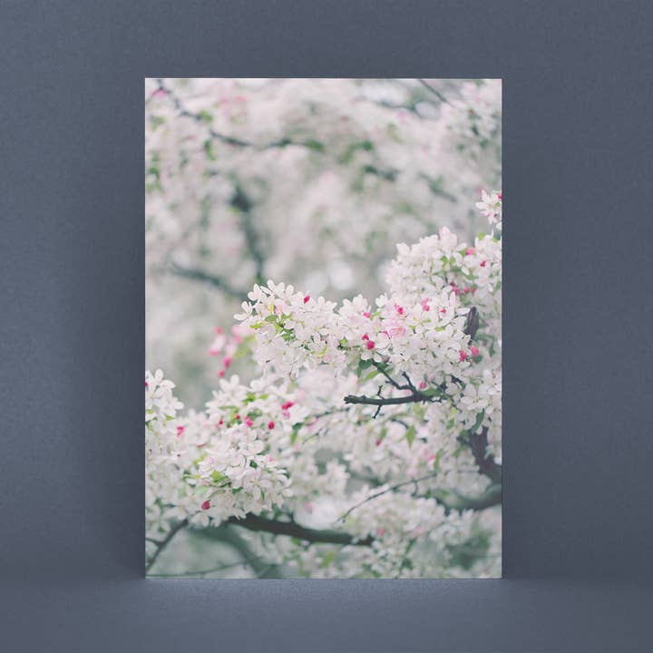 Carte postale fleur de pommetier A6 Fleurs blanches pour la vente par Justepixx