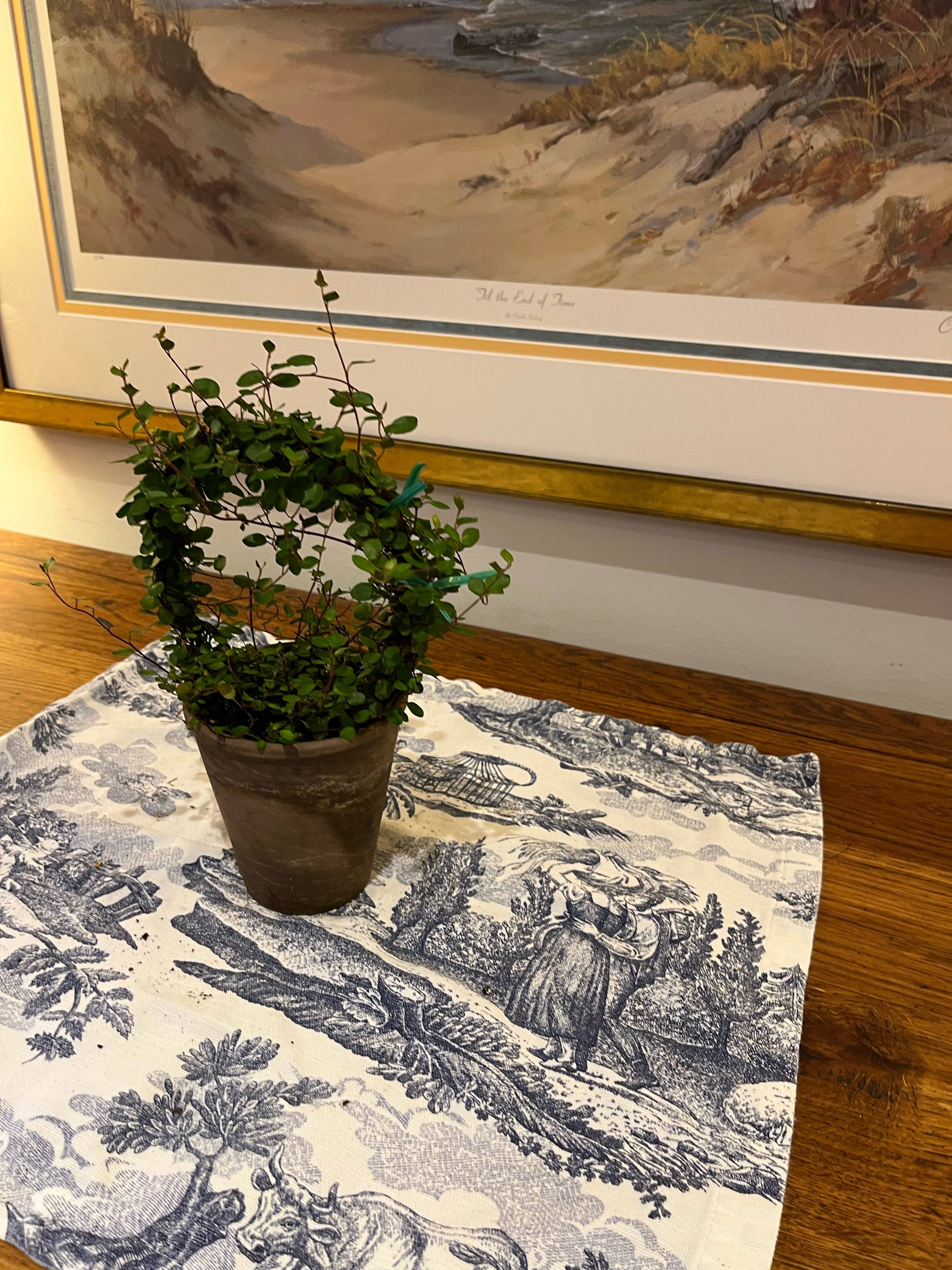 Sunrise Topiaries - Wholesale Live Plant - Live 5 inch woven Angel Vine Ring in 4 inch pot5