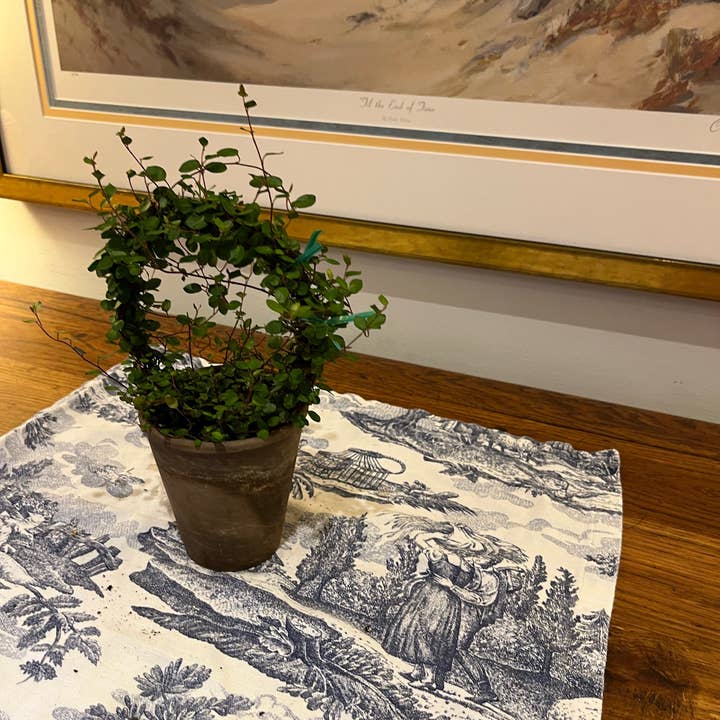 Sunrise Topiaries - Vente Plante - Bague Angel Vine tissée Live de 5 pouces dans un pot de 4 pouces5