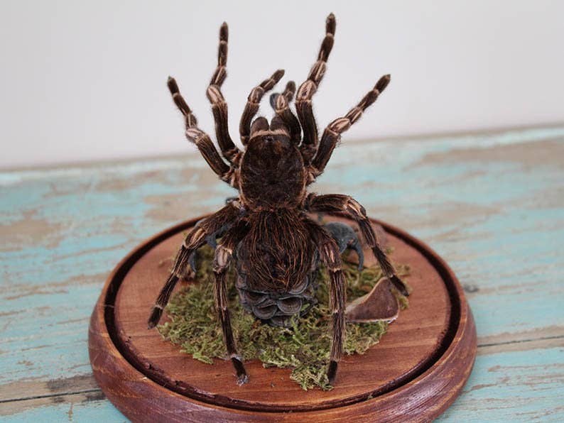 Newman Art Designs - Wholesale Decorative Figurine - Tarantula vs Scorpion in a Dome Home Decor Real Taxidermy Art Home Furniture Decoration Beautiful Decoration Fangs Stinger Spider Venom2