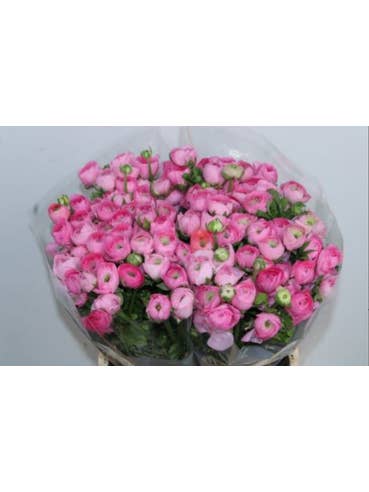 Ranunculus Elegance Pink 100 stems for wholesale by Florasource