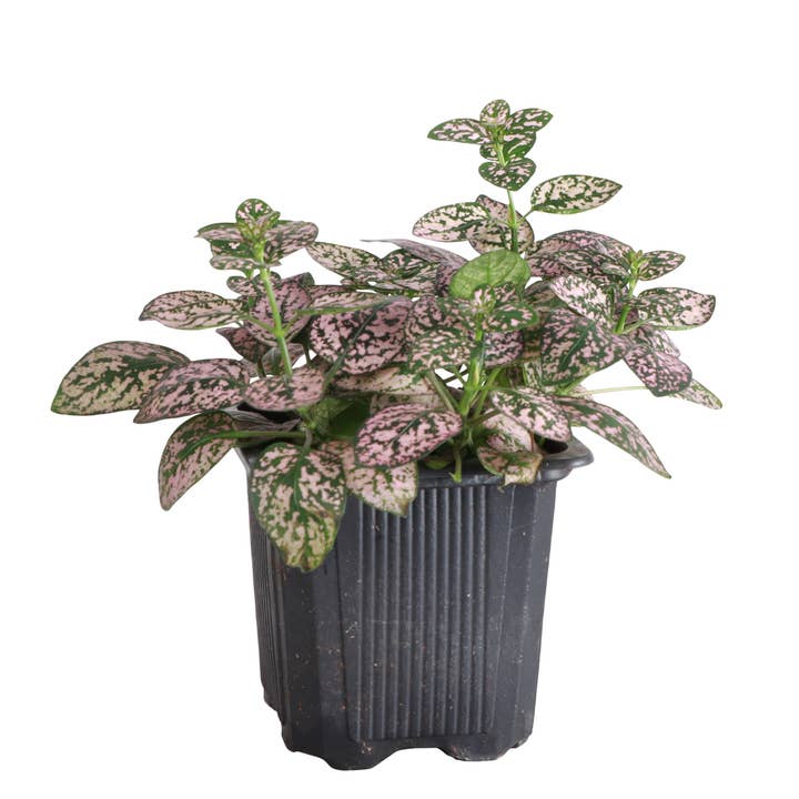 Thorsen's Greenhouse - Wholesale Live Plant - Pink Splash Plant - Live Plant