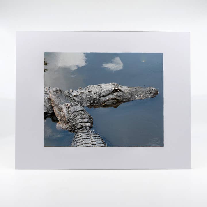 Artwork-Alligator 3 for wholesale by Mike Ring Photography
