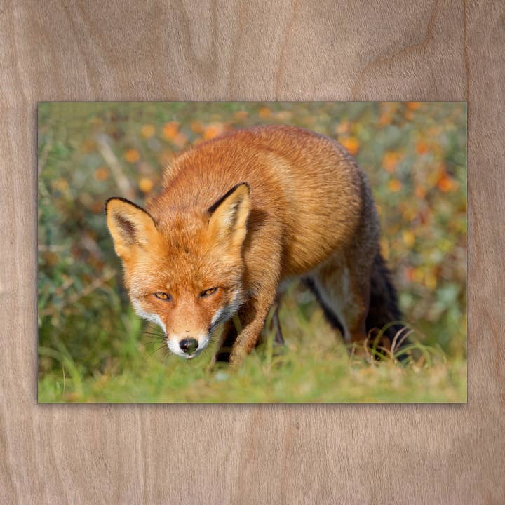 Postcard Eye0341 Red Fox in Sea Buckthorn Fox para venta al por mayor de eye-comm