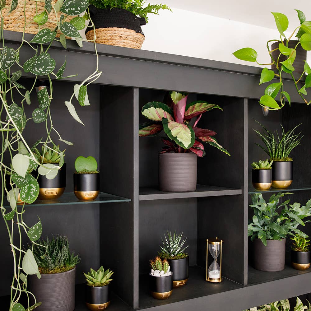 The Little Botanical – wholesale Live plant – Calathea Mix17