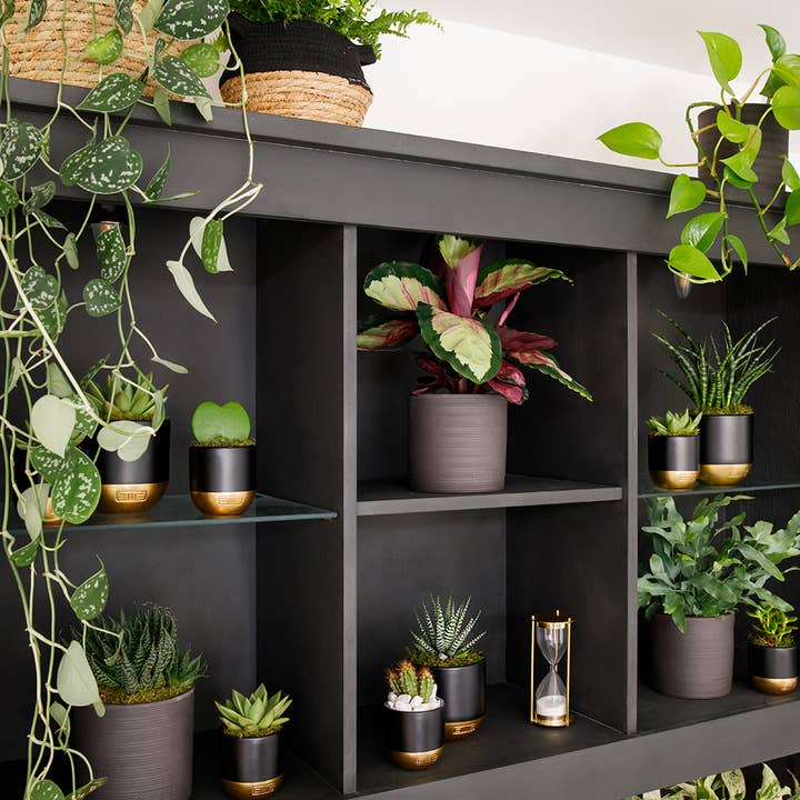 The Little Botanical – wholesale Live plant – Calathea Mix17