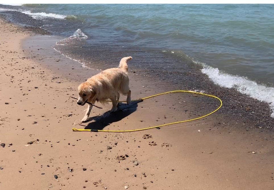 SOFT LINES - Wholesale Pet Leash - Dog - Swim Snap Leash w/ Stainless Steel Hook Clip4