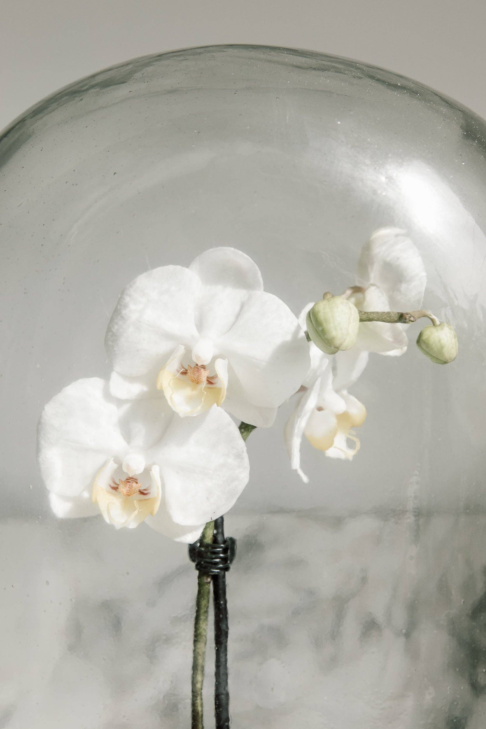 Puebco - Wholesale Decorative Tabletop Object - DISPLAY GLASS DOME9