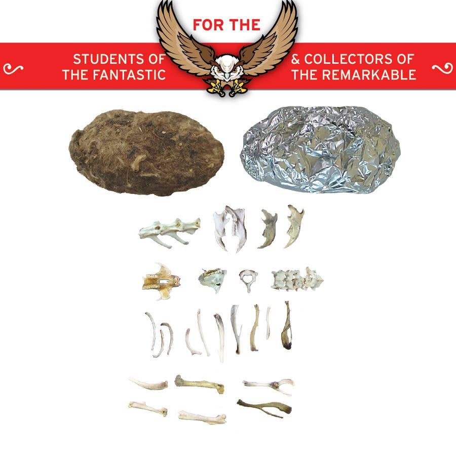 Copernicus Toys - Wholesale DIY Craft Kit - Kids - Cabinet of Owl Pellets | Dissection Kit Science Demo1